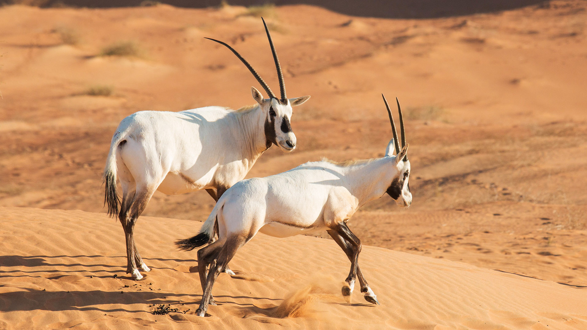 18 Facts About Saudi Wildlife - Visit Saudi Official Website