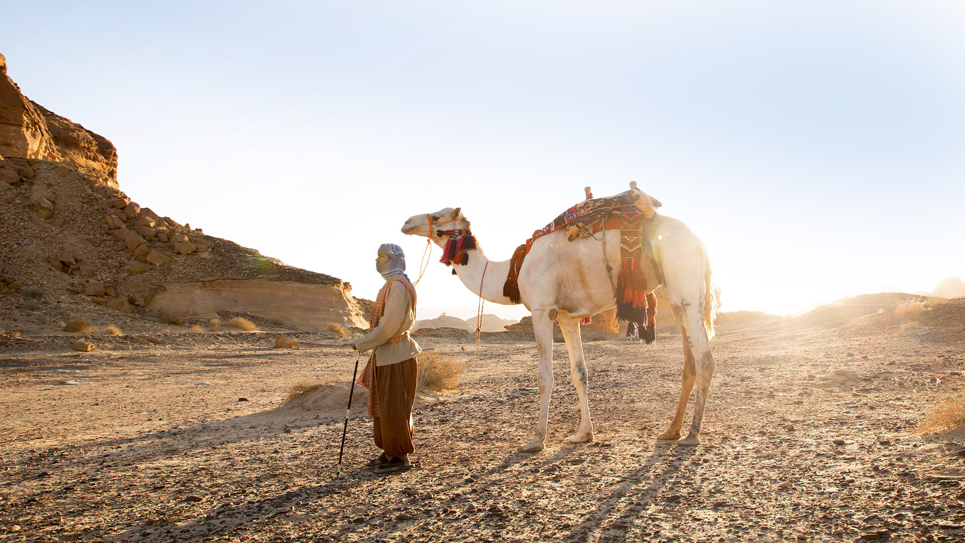 Camels In Saudi - Visit Saudi Official Website